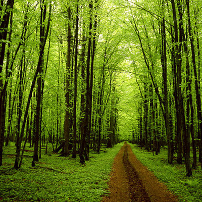 Timeline: Environmental Movement