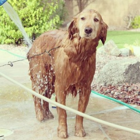 Barks & Bubbles Doggie Wash