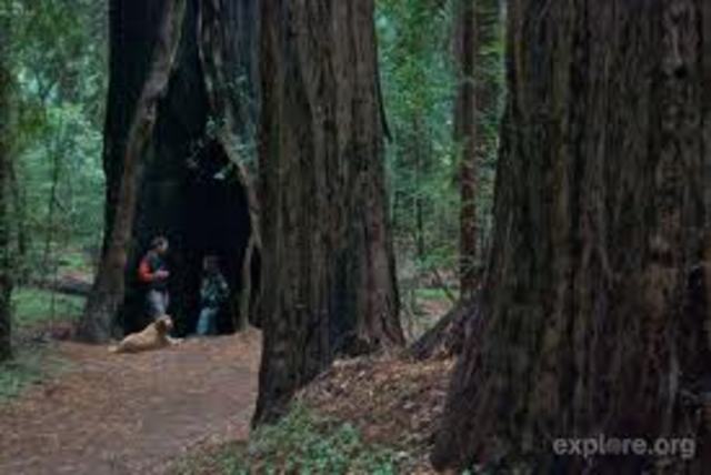 Redwood National Park