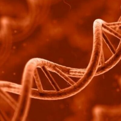 Timeline: Brief History of Genetics