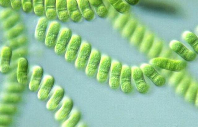 1st Cyanobacteria (2.7 BYA)