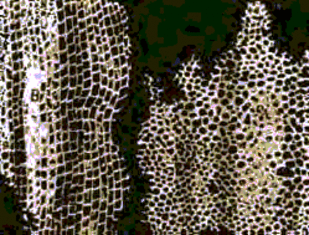 1st Cells Discovered (Leeuwenhoek)