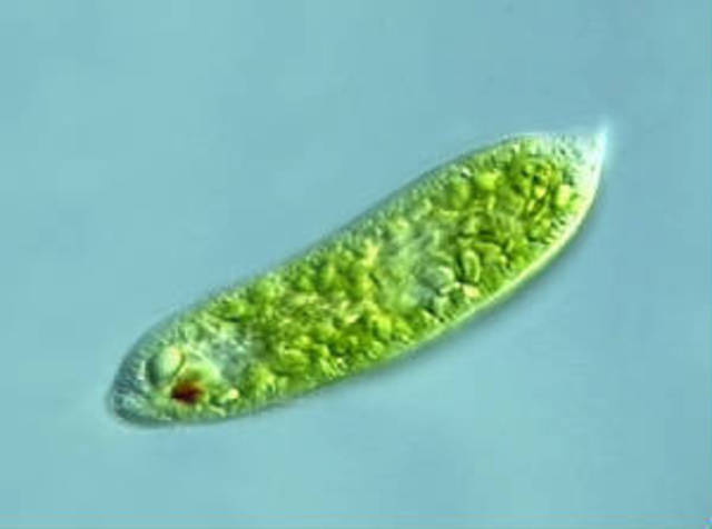 1st Protists/Algae (1.7 BYA)