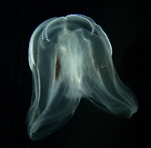 1st Animals (600 MYA)