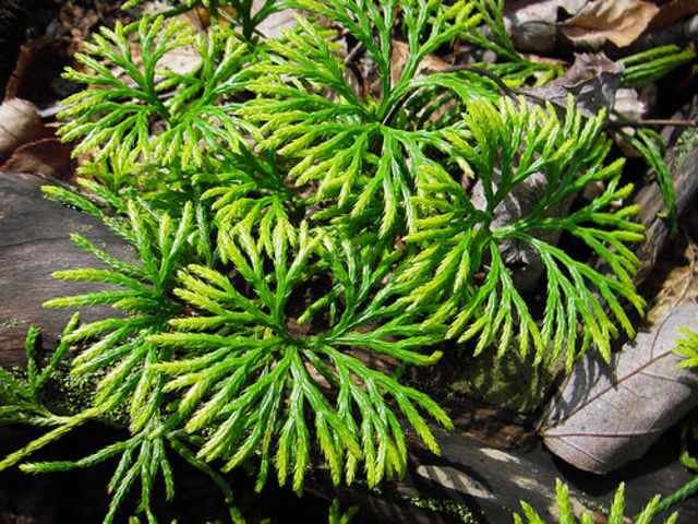 1st Land Plants (475 MYA)