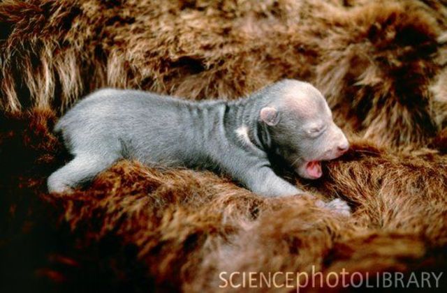 Giving Birth to Cubs