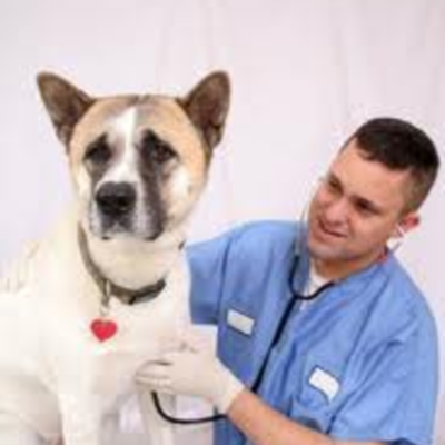 Timeline: Veternarian