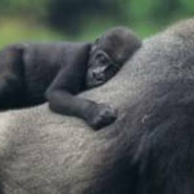 Timeline: S.O.S GORILAS- Martu, Denu y Sofi