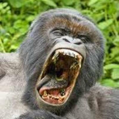 Timeline: S.O.S GORILLAS SANTOS,TOTO Y FELIPE