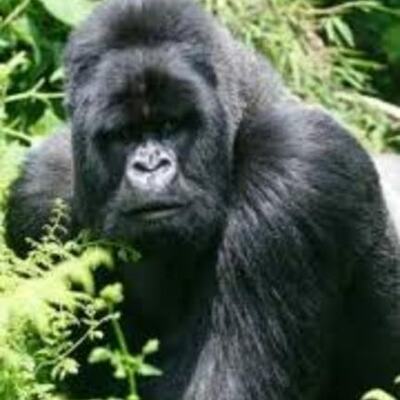 Timeline: S.O.S Gorilas rafael rodriguez larreta y5b