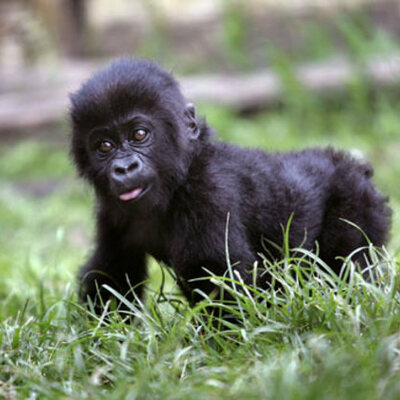 Timeline: S.O.S. Gorillas Maco y Fran Y5A