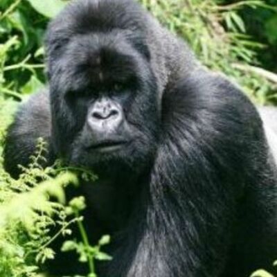 Timeline: S.O.S GORILAS SABRINA