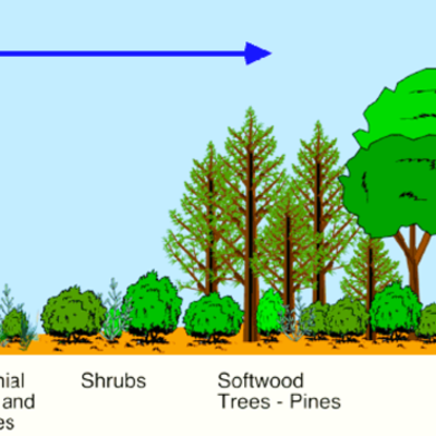 Timeline: Primary succession