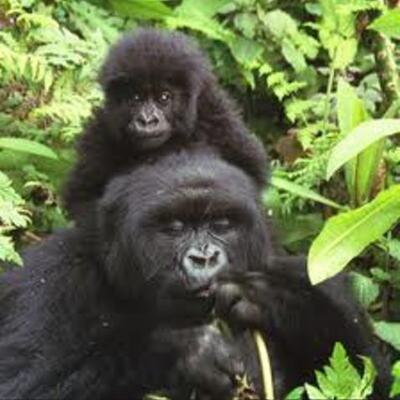 Timeline: Isa, Giulia Y5A S.O.S gorilas