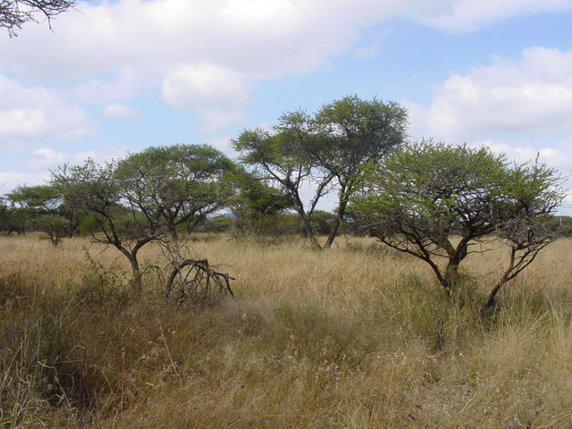 Grasses, shrubs, small pines, and trees