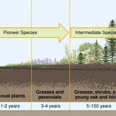 Timeline: Secondary succession