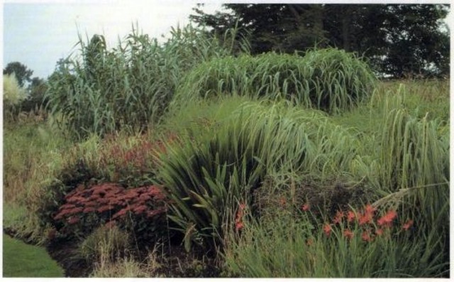 Grasses and perrenials