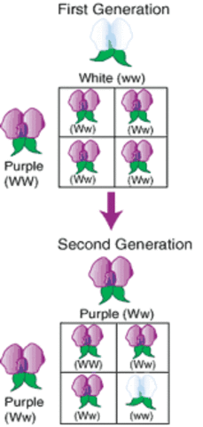 Basic Laws of Inheritance