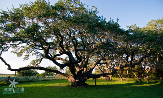 Curt Lemon gets blown into a tree.