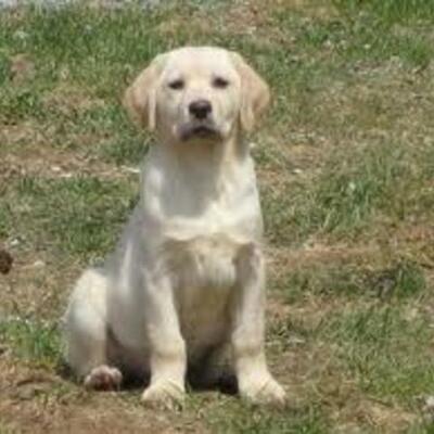 Timeline: Labrador Retrievers