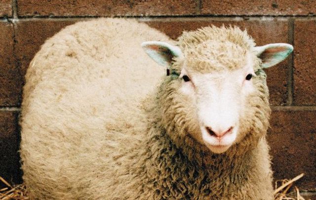 Dolly The Sheep