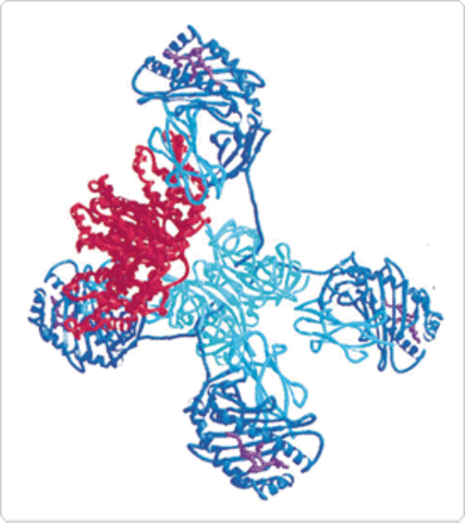 First Tetramers to Monitor CD4+ T Cell Responses