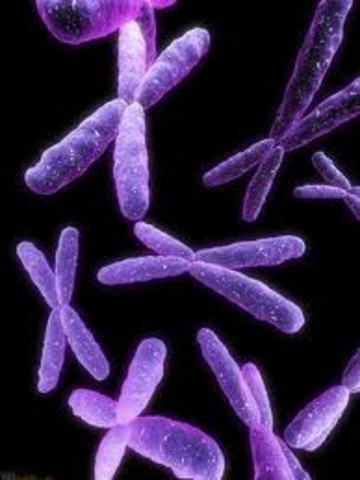 Chromosomes