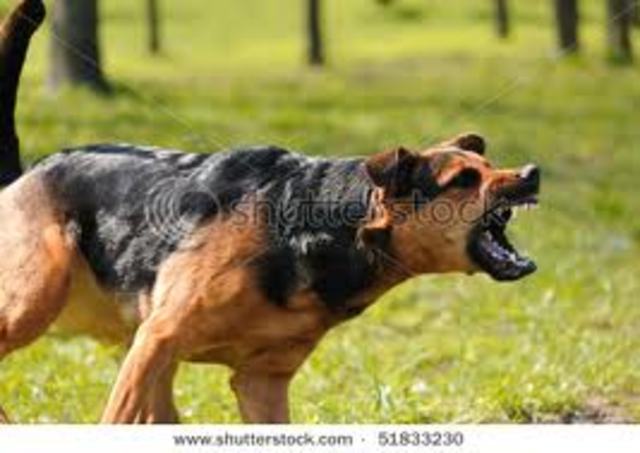 getting chased by  a dog