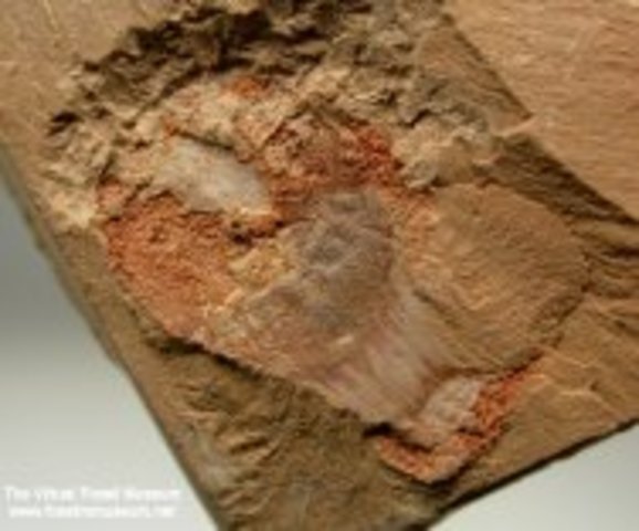 Hard-Shelled Mollusks Appear