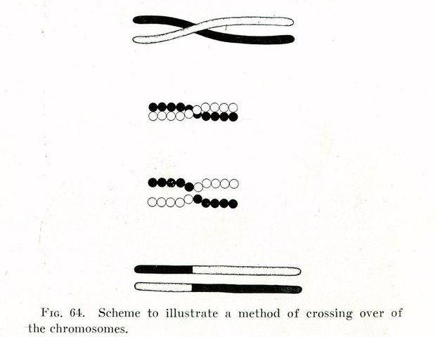 Morgan proposes that genes are on chromosomes