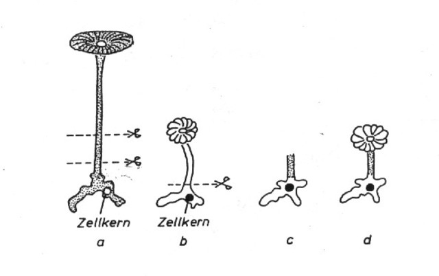 Hämmerling establishes the role of the nucleus in storing genetic information