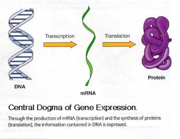 Central dogma of genetics established: genes code for proteins
