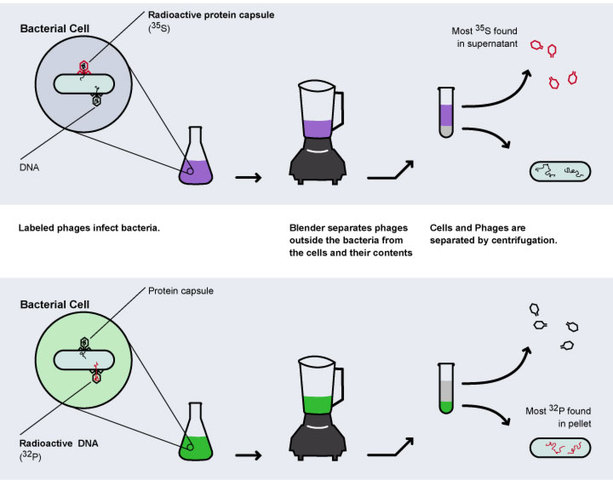 Hershey-Chase experiment confirms DNA as the carrier of genetic information