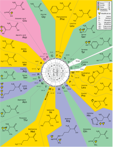Genetic code cracked