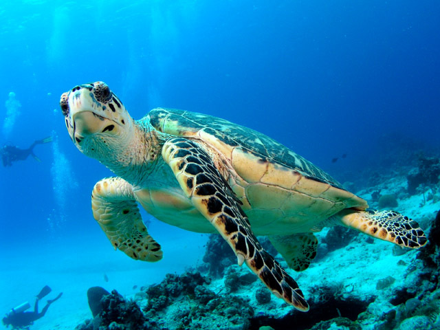 Turtles move into coral reef areas
