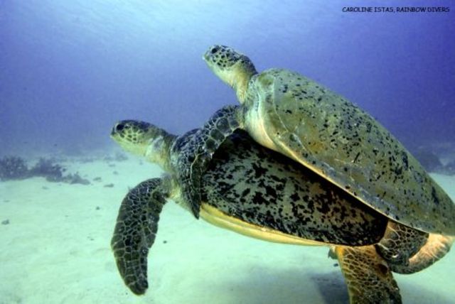 Turtles start mating