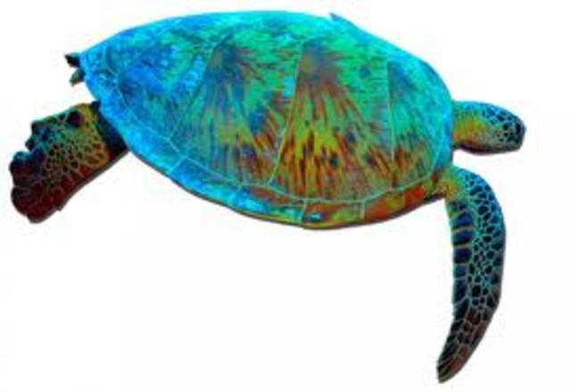 Return to feeding areas/coral reefs