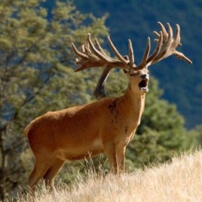 Timeline: history imigrant project