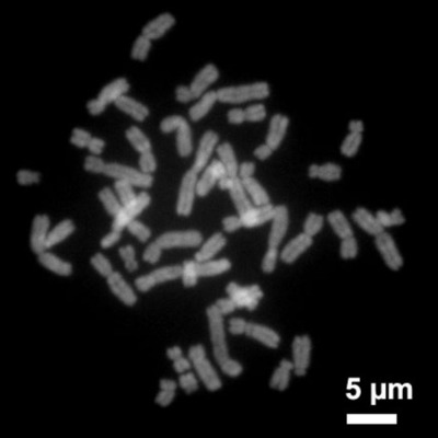 Timeline: The History of Genetics