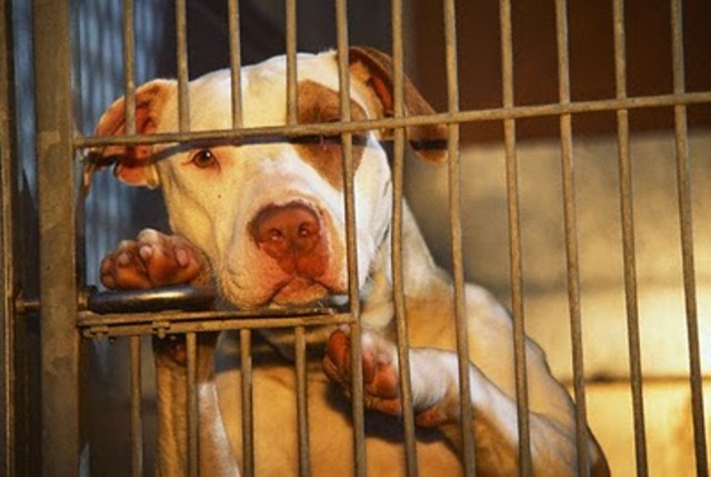Life Magazine exposes conditions of impounded animals