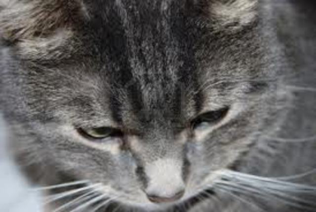 tigger comes into our lives