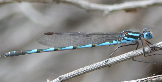 Summer of the dragonflies