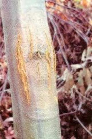 Chestnut Blight Detected