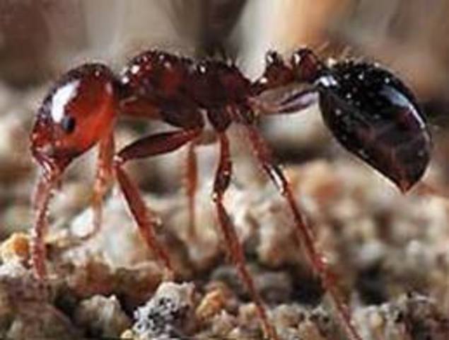 Fire Ants on the move