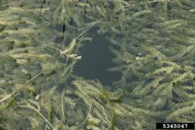 The Hydrilla