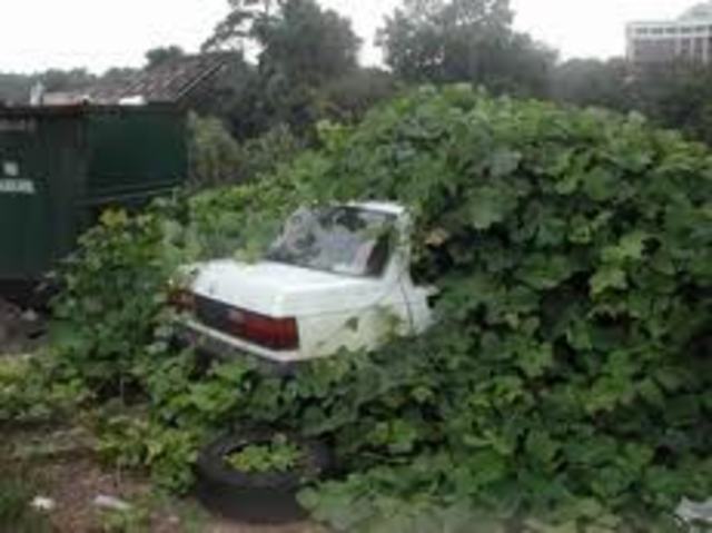 Kudzu Planted in U.S