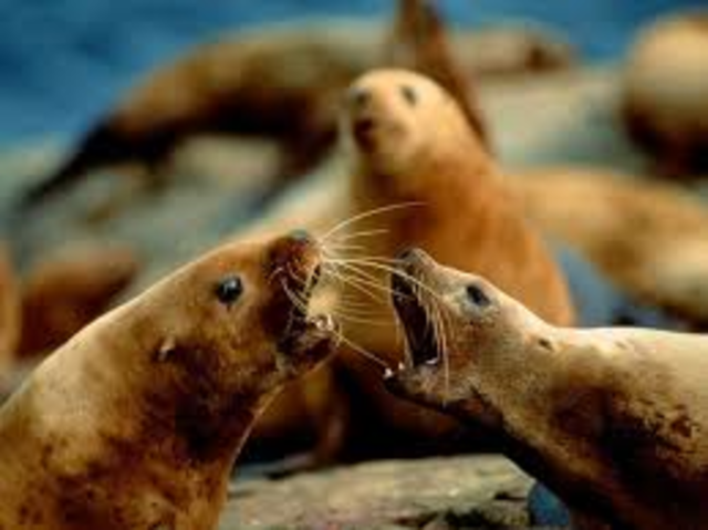 sea lions