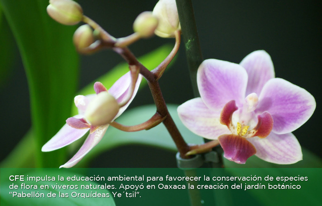 Conferencia de las Naciones Unidas sobre el Medio Humano