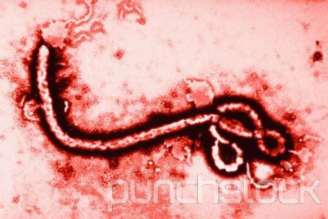 Ebola Outbreaks in Sudan and Zaire