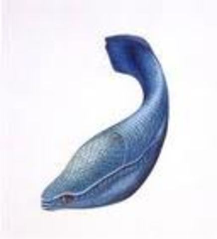 Earliest Cartilaginous Fish Evolve